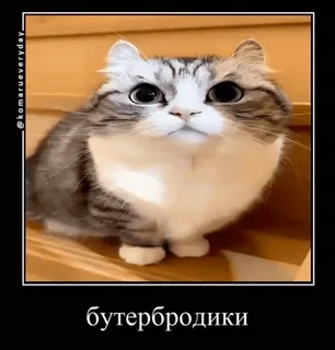 🥪 бутербродики gato, gatinho, fofo, russo, sanduíche, animal whatsapp sticker