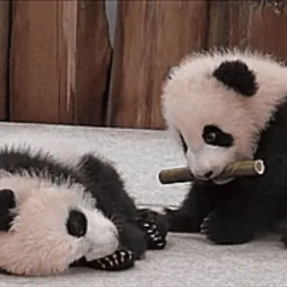 🐼 panda, hewan, lucu, bayi panda, bambu, bermain whatsapp sticker