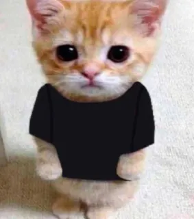 🙁 кот, котенок, животное, милый, домашнее животное telegram sticker