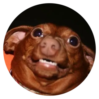 👿 犬, チワワ, 面白い, ミーム, 動物, ペット telegram sticker