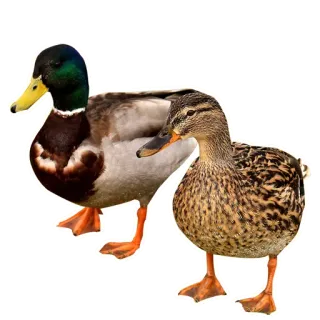 🦆 птицы, утки, животные, кряква telegram sticker