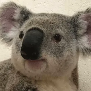 🐨 koala, animal, marsupial, wildlife, australia, cute, bear telegram sticker
