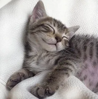 ⚡️ gatito, gato, durmiendo, animal, lindo, mascota telegram sticker