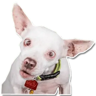 😕 dog, puppy, white, animal, cute, pet whatsapp sticker