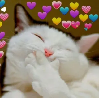 💗 mèo, trái tim, tình yêu, dễ thương, động vật, mèo con telegram sticker