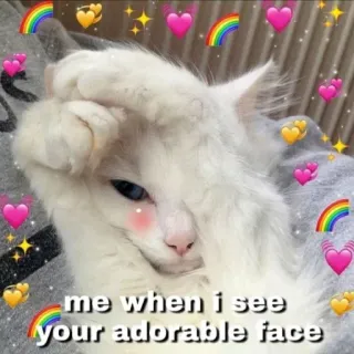 🐱 me when i see your adorable face kucing, imut, menggemaskan, meme, menghangatkan, cinta, hati, kawaii whatsapp sticker