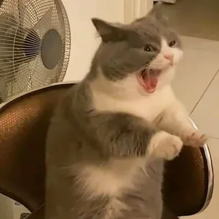 😤 고양이, 하품, 동물, 애완동물, 포유류 telegram sticker