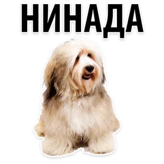 😌 НИНАДА dog, animal, cute, meme, russian telegram sticker