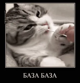 ✋ БАЗА БАЗА gato, meme, russo, engraçado, animal, animal de estimação telegram sticker