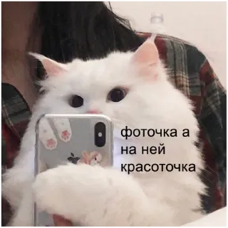 📸 фоточка а на ней красоточка cat, selfie, cute, white cat, fluffy, pretty, adorable telegram sticker