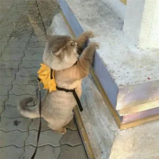 😗 Katze, Rucksack, Tier, Haustier, süß telegram sticker