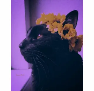 🐱 mèo, mèo đen, hoa, vòng hoa, thú cưng, động vật, dễ thương telegram sticker
