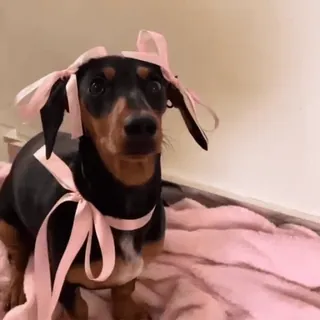 🎀 anjing, dachshund, hewan peliharaan, binatang, imut, pita, pita whatsapp sticker