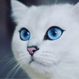 🙂 gato, gato branco, olhos azuis, animal de estimação, animal, fofo, gato doméstico telegram sticker