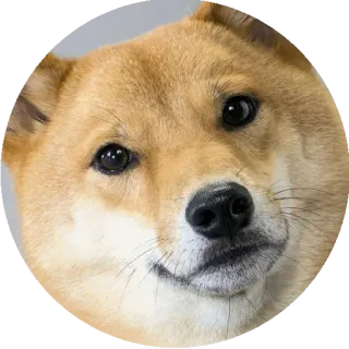 😐 Doge 犬, ミーム, 柴犬, 面白い, ペット, 動物 telegram sticker