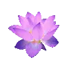 🌸