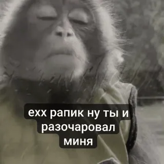 😔 ехх рапик ну ты и разочаровал миня ลิง, อุรังอุตัง, เศร้า, ผิดหวัง, สัตว์ telegram sticker