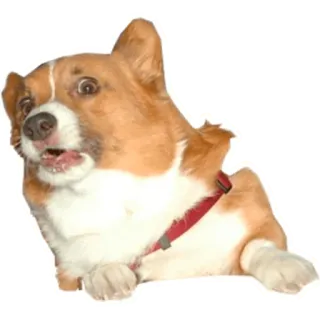 😧 corgi, perro, animal, mascota, gracioso, lindo, perrito telegram sticker
