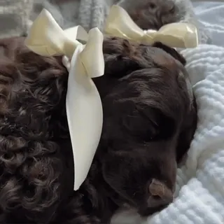 🎀 anjing, anak anjing, tidur, imut, pita, labradoodle cokelat whatsapp sticker
