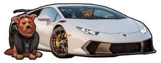 🚚 dog, teddy bear, car, lamborghini, luxury, rich telegram sticker