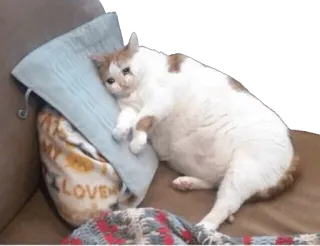 🤤 gato, triste, fofo, animal, meme, almofada whatsapp sticker