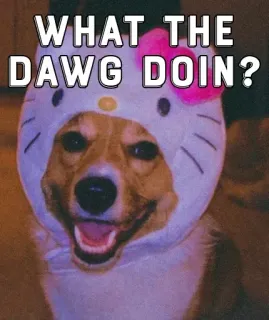 ❤ WHAT THE DAWG DOIN? perro, hello kitty, meme, gracioso, mascota, animal, corgi whatsapp sticker