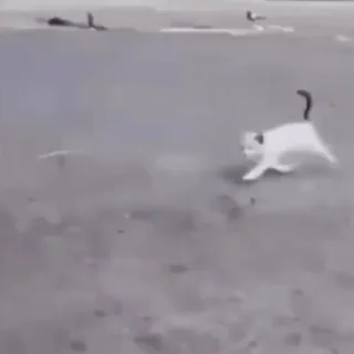 🤩 gato, animal, mascota, corriendo, blanco, doméstico whatsapp sticker