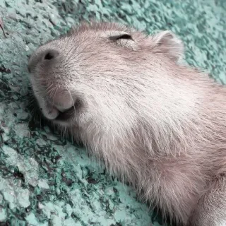 🪵 capivara, roedor, animal, fofo, mamífero telegram sticker