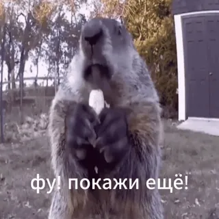 🤣 dramatic chipmunk the dramatic chipmunk фу! покажи ещё! dramatic chipmunk, marmot, reaction, funny, shocked, meme, animal telegram sticker