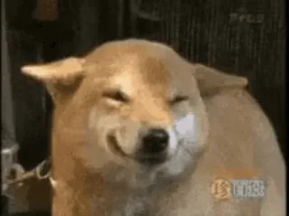🌟 chien, shiba inu, mème, animal, animal de compagnie, joyeux whatsapp sticker