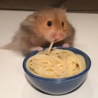 😳 Hamster, Pâtes, Nourriture, Mignon, Animal, Nouilles, Manger telegram sticker