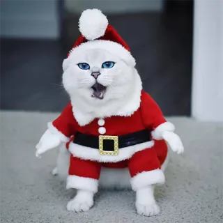😵 gato, natal, papai noel, feriado, fofo, animal de estimação, festivo, fantasia telegram sticker
