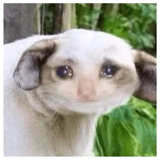 😭 kucing, sedih, menangis, hewan, meme, hewan peliharaan telegram sticker