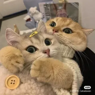 🌟 小红书号: Catcatswen Katzen, Tiere, süß, Haustiere, Kätzchen, Haustiere telegram sticker