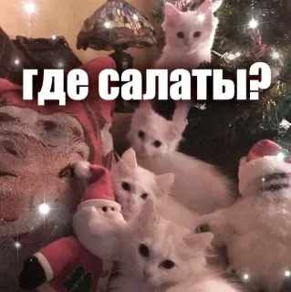 😒 Где салаты? cats, santa, christmas, salads, russian telegram sticker