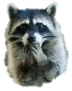 🙊 procione, animale, carino, fauna selvatica, mammifero whatsapp sticker
