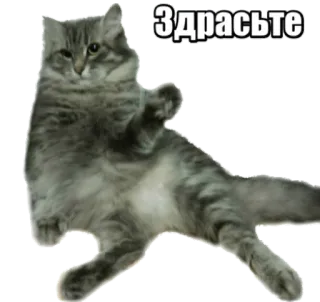 🖐 Здравствуйте cat, greeting, russian, hello, animal, cute telegram sticker