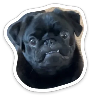 😑 dog, pug, animal, pet telegram sticker