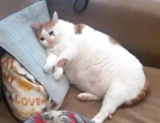 🐱 cat, sad, lying down, pillow, couch, pet telegram sticker