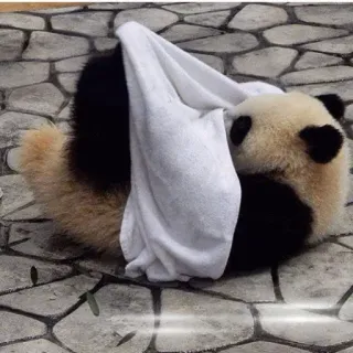 🥳 Panda, Animal, Fofo, Urso, Toalha, Relaxado, Brincalhão telegram sticker