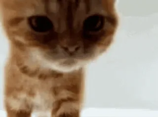 🐾 猫, 小猫, 动物, 宠物, 橘猫 whatsapp sticker