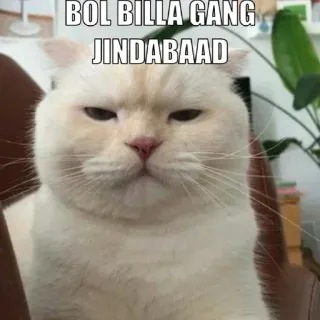 😂 BOL BILLA GANG JINDABAAD chat, mème, drôle, Jindabaad telegram sticker