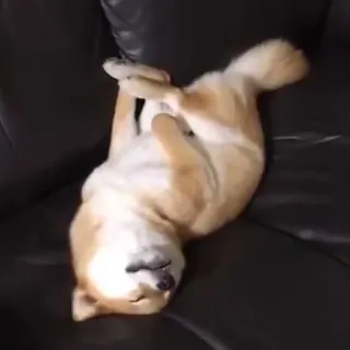 😴 Hund, Shiba Inu, schlafender Hund, Haustier, lustiger Hund, fauler Hund, entzückend telegram sticker