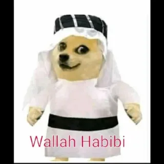 😐 Doge Doge Meme Wallah Habibi doge, meme, arab, thobe, funny, habibi telegram sticker