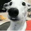 🤩