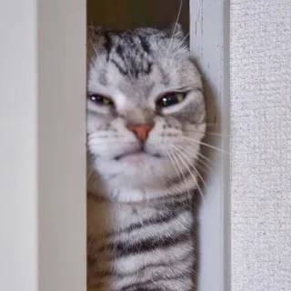 🪐 cat, pet, animal, cute, Scottish Fold, grey, displeased telegram sticker