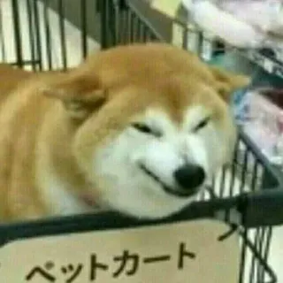 😈 ペットカート chien, shiba inu, panier, animal de compagnie, animal, japonais telegram sticker