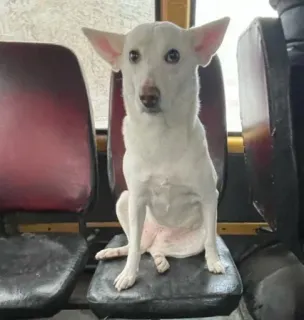 😳 cão, animal, cachorro branco, animal de estimação, animal doméstico, mamífero telegram sticker