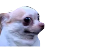😐 cane, chihuahua, animale, animale domestico, carino, meme telegram sticker