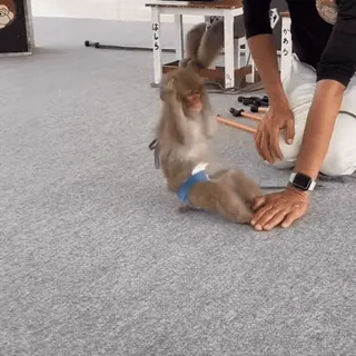 🏋 monkey, animal, training, pet, domestic, primate, mammal whatsapp sticker